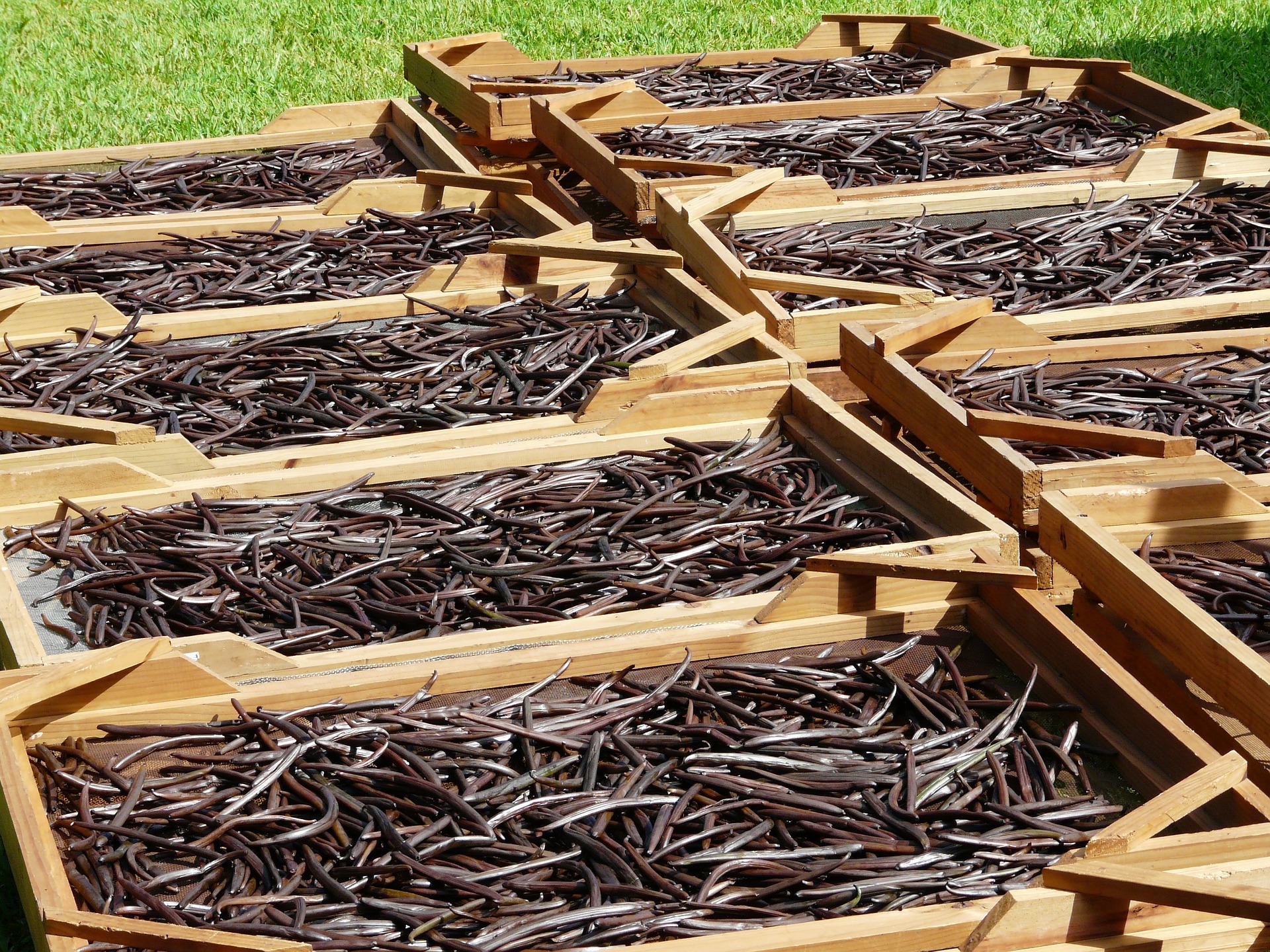 Drying Vanilla Beans