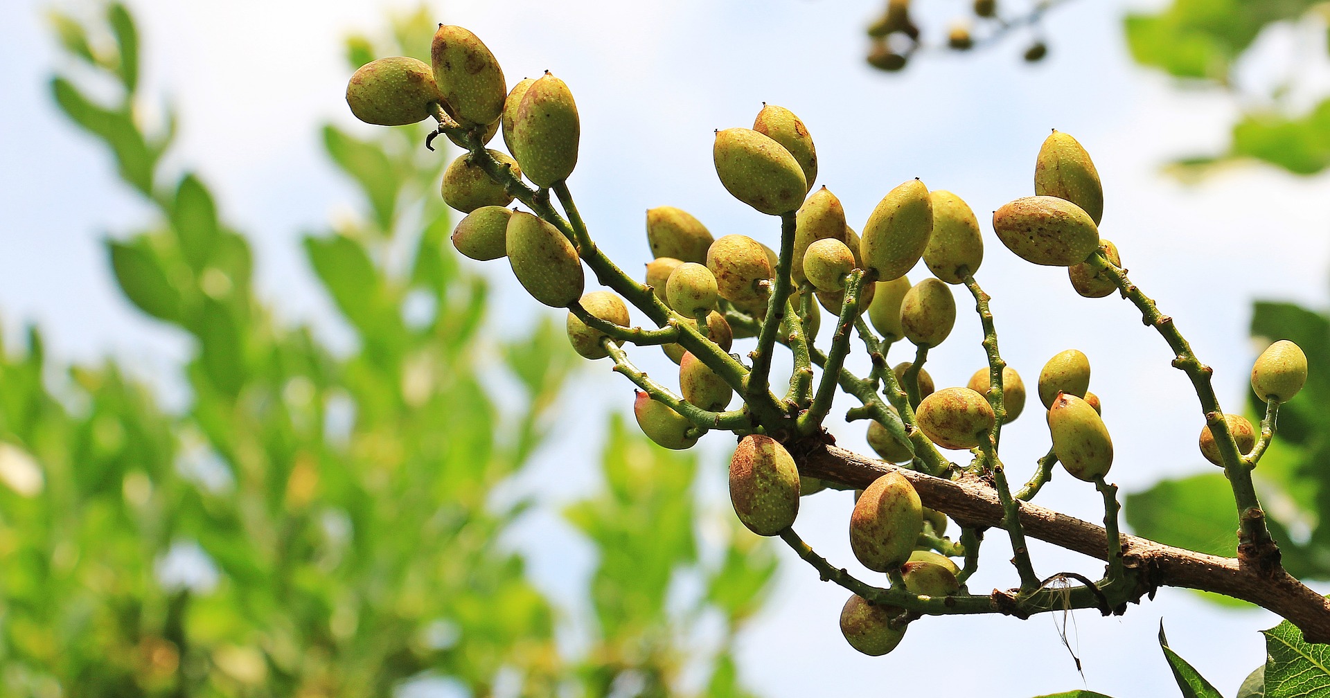 Pistachio Tree