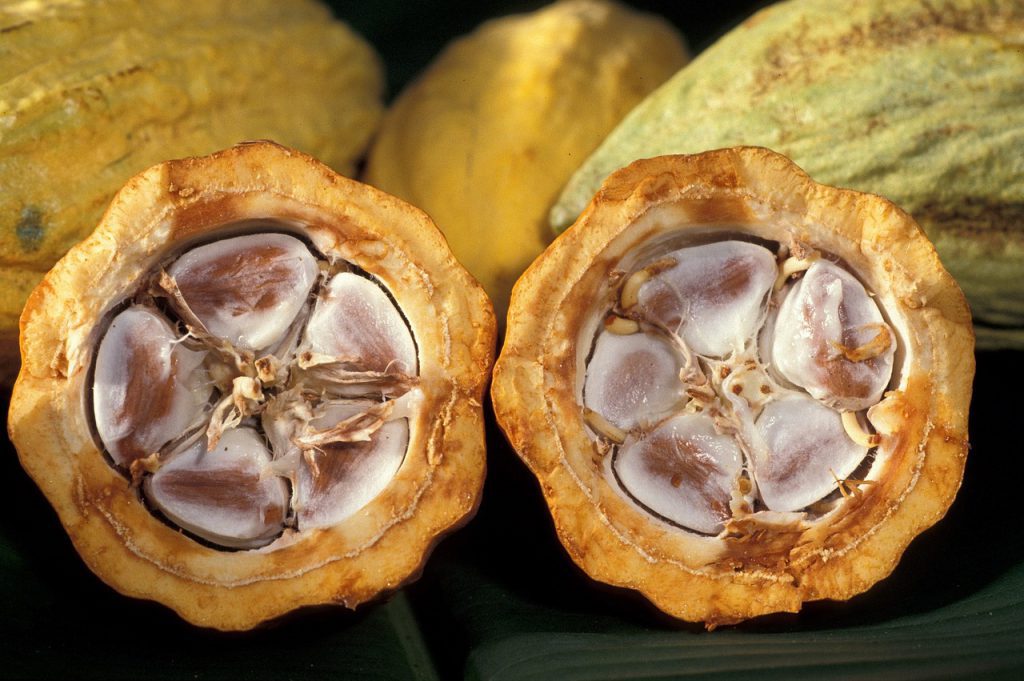 Caribbean Cocoa Pod