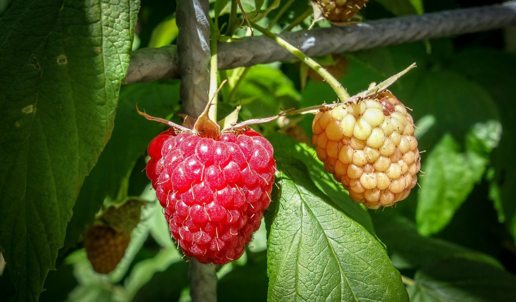 Raspberries